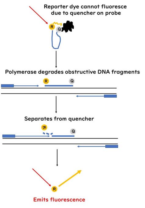Image result for TaqMan Machine