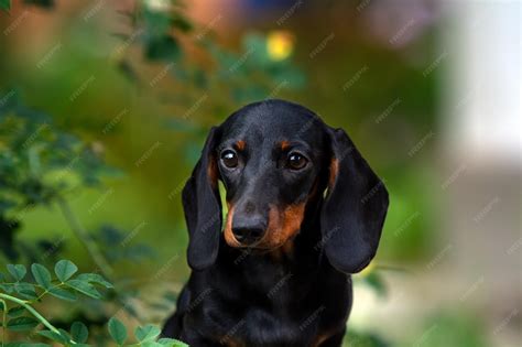 Premium Photo | Black mini dachshund puppy portrait sitting outdoor