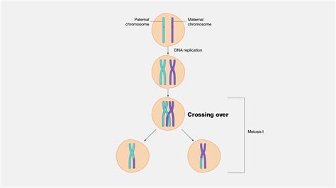 Crossing Over - Biology Simple