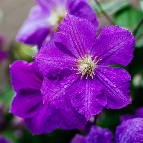Types of Clematis & How to Identify Yours — Empress of Dirt