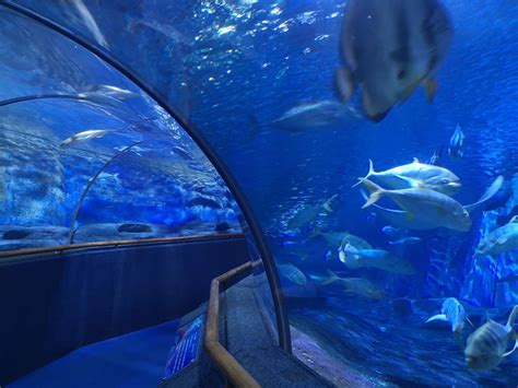 2019厦门海底世界游玩攻略表演时间+门票优惠+游玩项目_旅泊网