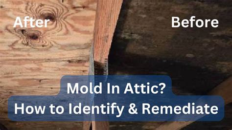 Mold In Attic: How To Identify & Remediate