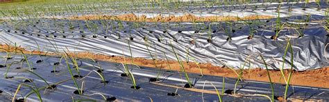 Agriplast Ginegar Onion/Garlic Mulch - Punch Hole Design for Bulb Crops