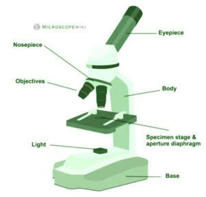 Microscope Types (with labeled diagrams) and Functions
