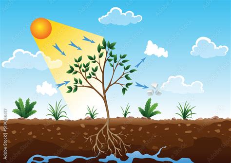 Plant 的图像结果