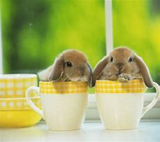 Image result for Cup Bunny Animals