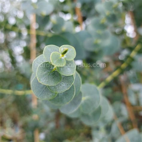 Eucalyptus pulverulenta 'Baby Blue' - 1 of our most popular Eucs - Hardy Eucalyptus