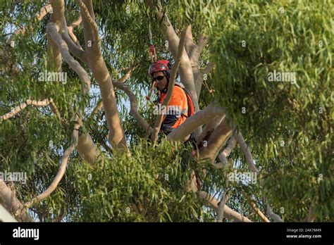 Exploding Eucalyptus 的图像结果