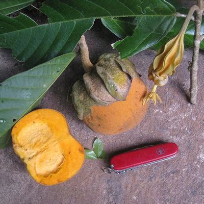 Matisia Sapote Fruit Plant (Matisia alata) – veliyathgardens