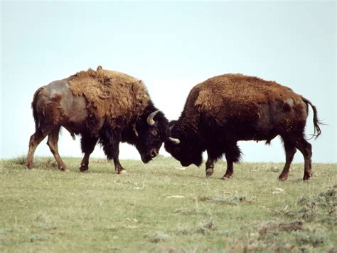 Bison Humans 的图像结果