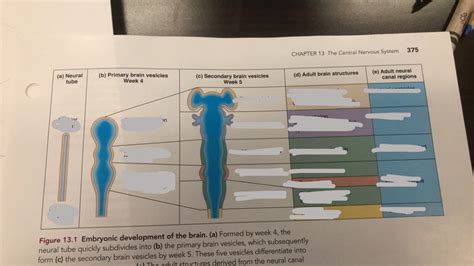 Brain Development Embryo 的图像结果