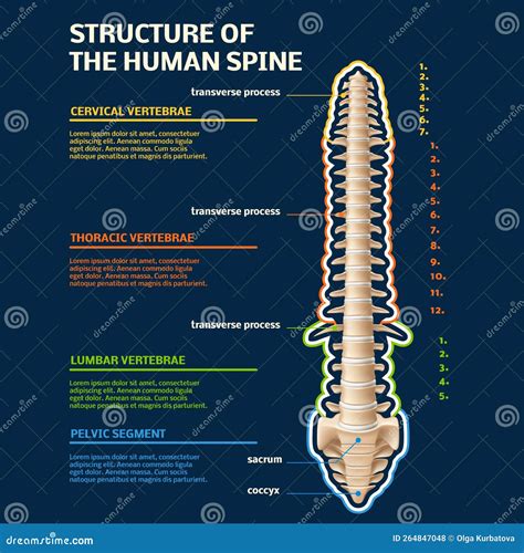 Human Vertebral Column In Anterior Posterior View, With Spine Parts Labeled. Vector Flat ...