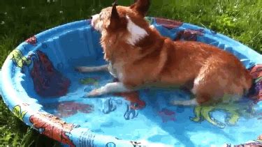 Image result for Dogs Swim Compilation