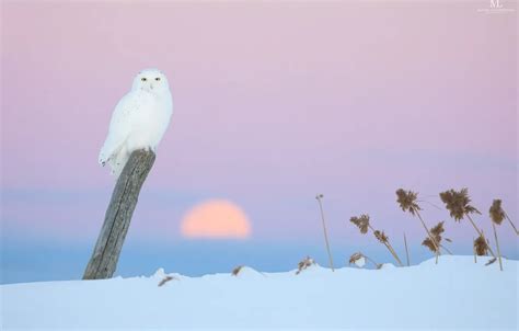 Wallpaper winter, owl, pink background for mobile and desktop, section ...