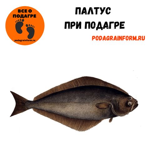 Палтус при подагре можно или нет, польза палтуса, пурины