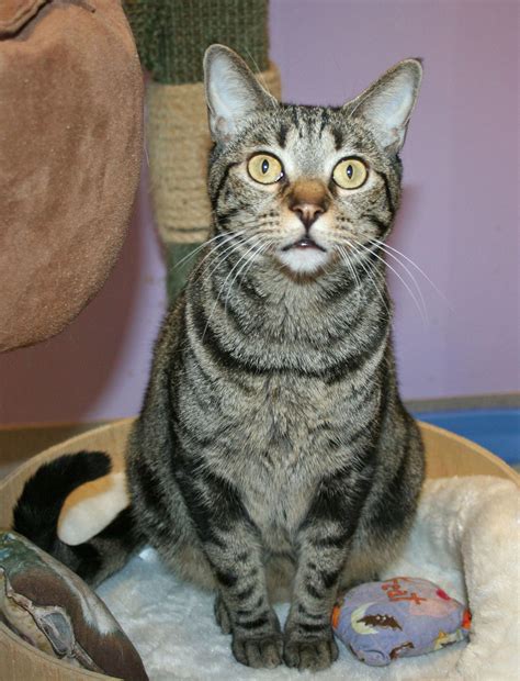 Down Syndrome Cat at Gladys Davy blog