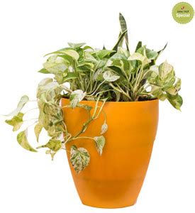 Nurturing Green Pothos Plant Price in India - Buy Nurturing Green ...