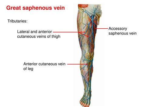 Greater Saphenous Vein
