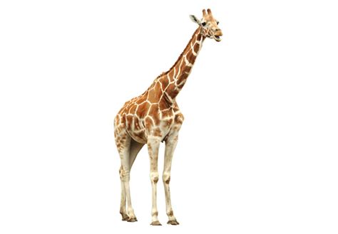 Window sticker real giraffe | wall-art.com