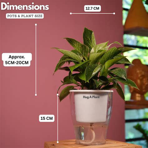 Philodendron Birkin / White Wave - Live Plant (With 5 Inch Self-Wateri ...