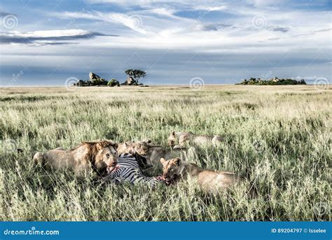 Male and Female Lions Eating Zebras in Serengeti National Park Stock ...