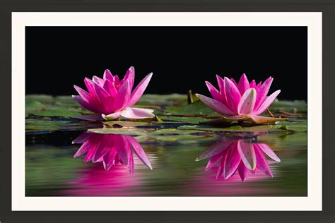 STUDIO AVINASH Lotus Flower 25 Wall Hanging Framed Photo Without Glass ...