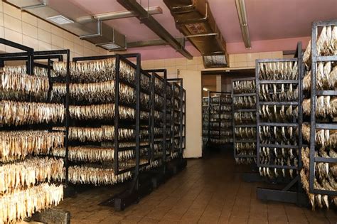 Image result for Fish Factory Tour