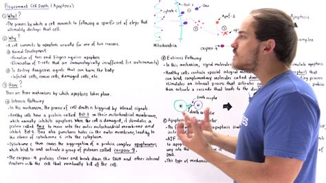 Image result for Cell Death Programed