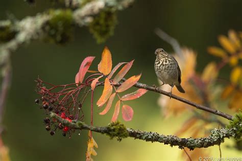 Union Bay Watch : A Little Brown Bird