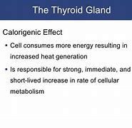 Image result for calorigenic