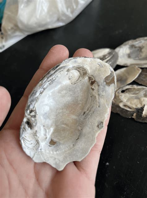 How to Polish Shells 的图像结果