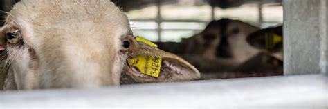 Live Animal Transport by Sea - #StopTheTrucks – a FOUR PAWS campaign to ...