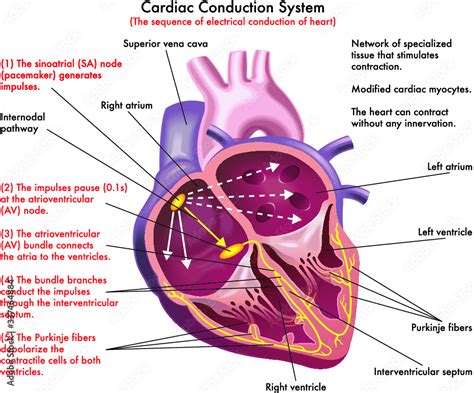 Image result for Understanding Cardiac Current
