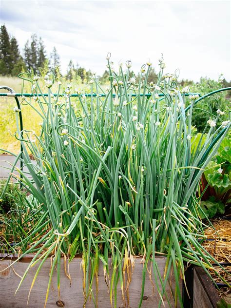 How to Grow Egyptian Walking Onions (My Favorite Perennial Onion ...