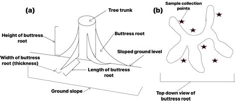 Adaptations Of Buttress Roots