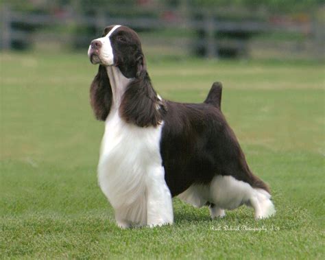 Beautiful groomed cocker Springer Spaniel Puppies, English Springer ...