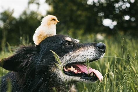 Chicken + dog = Chickdog : r/Cursed_Images