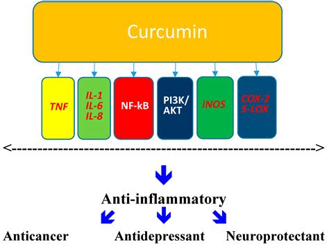 Relevance of the Anti-Inflammatory Properties of Curcumin in ...