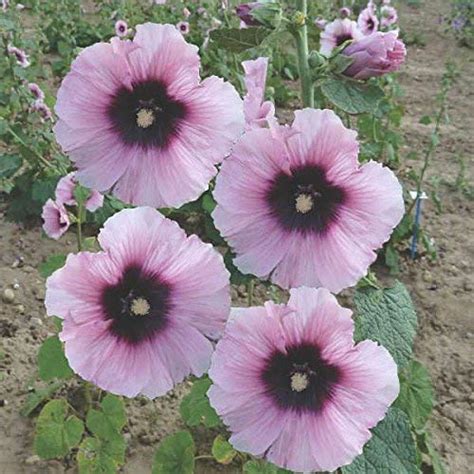 BEE GARDEN Hollyhock Seeds Halo RED Ruby red Single Flowers, Bright ...