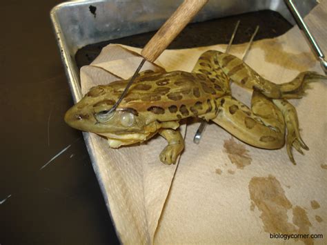 Frog Dissection Biology by Me 的图像结果