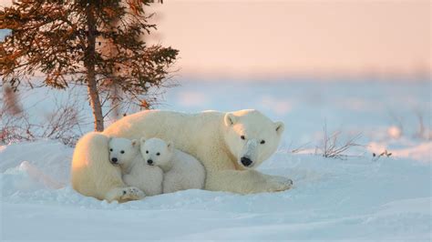 Polar Bears With Cubs HD Wallpapers | HD Wallpapers | ID #31940