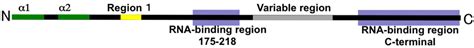 Antigenic Properties of N Protein of Hantavirus