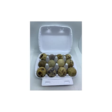 Buy 12 Fertile Coturnix Quail Hatching Eggs Online at Lowest Price in ...