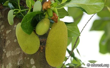 Artocarpus Heterophyllus (jackfruit) CABI Compendium, 60% OFF