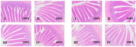 Effects of Dietary Net Energy/Lysine Ratio and Sex on Growth ...