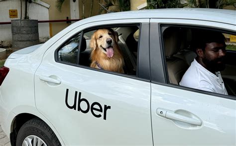 Uber Pet now in Bengaluru | Uber Newsroom