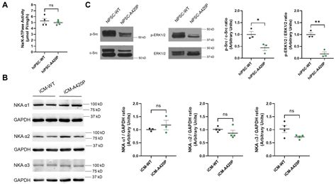 The Na/K-ATPase α1/Src Signaling Axis Regulates Mitochondrial Metabolic ...