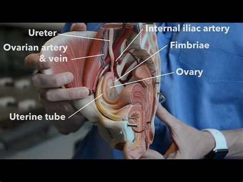 Image result for Female Reproductive System Main Organs