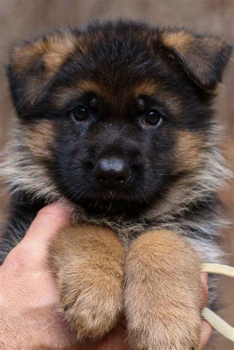 Adorable German Shepherd Puppy