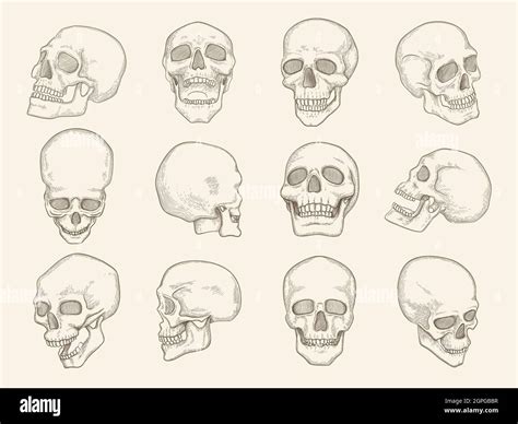 How To Draw Human Skull Anatomy